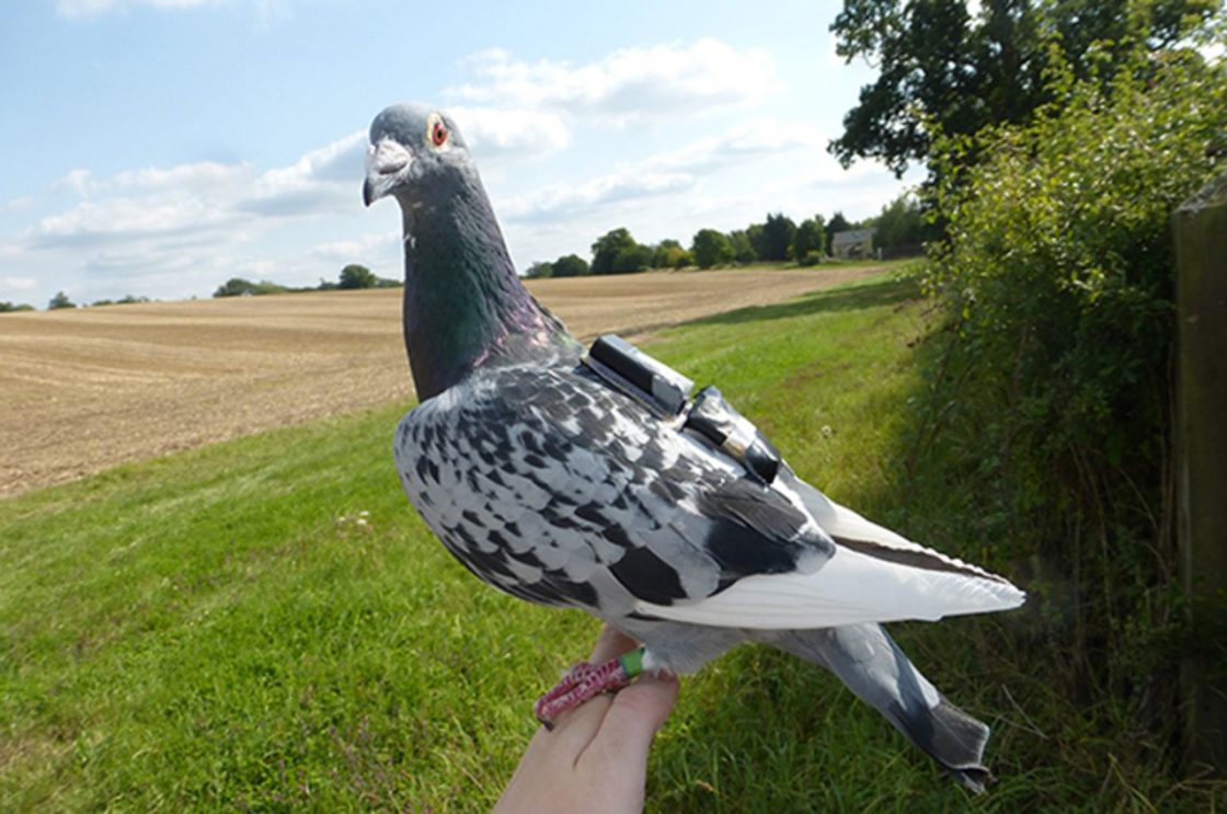 Contact Magic in Music - Fly pigeon, fly